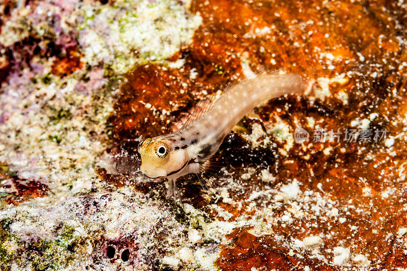 八重山Blenny Ecsenius yaeyamaensis，帕劳microesia